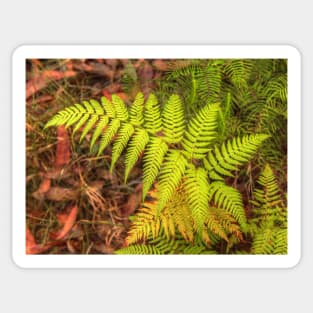 The Fern .. Nature's Awesome Design Sticker